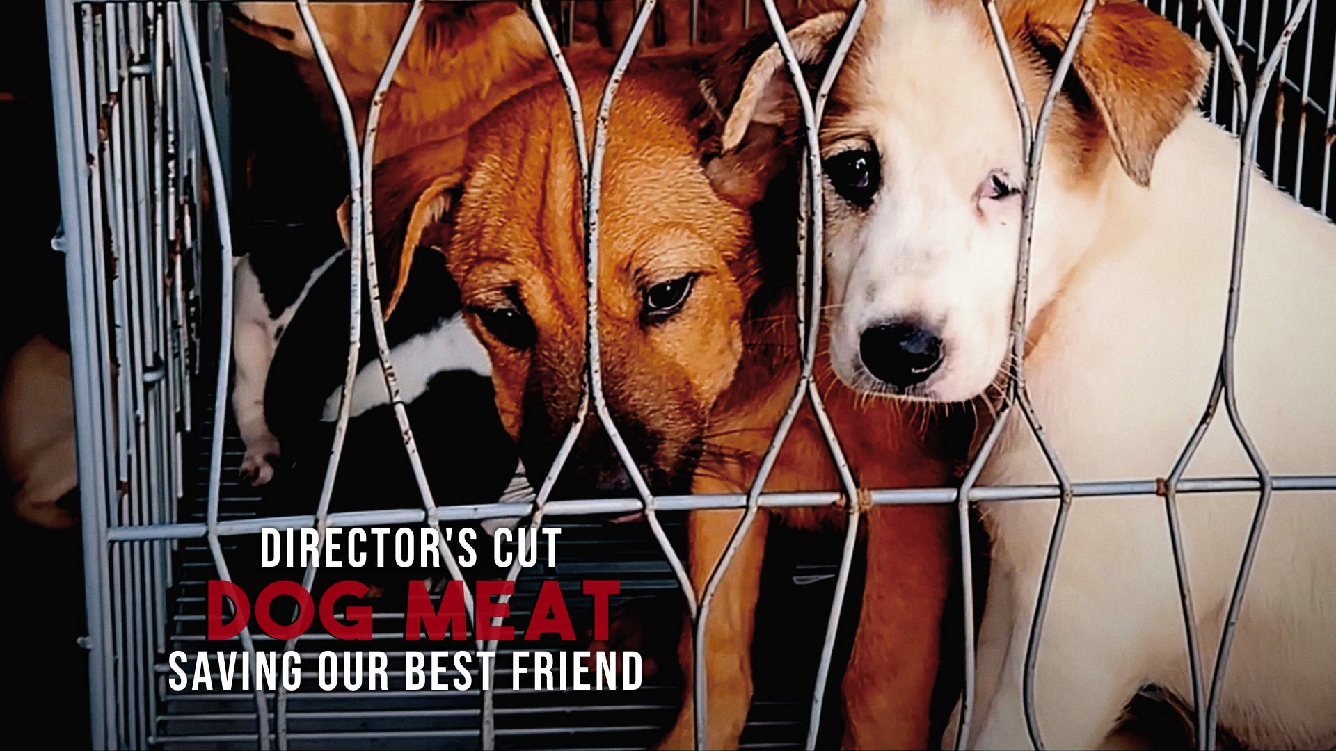 Dog Meat: Saving Our Best Friend poster